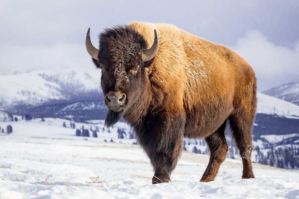 yellowstone winter bison