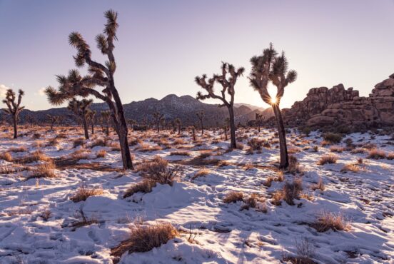 joshua tree in winter