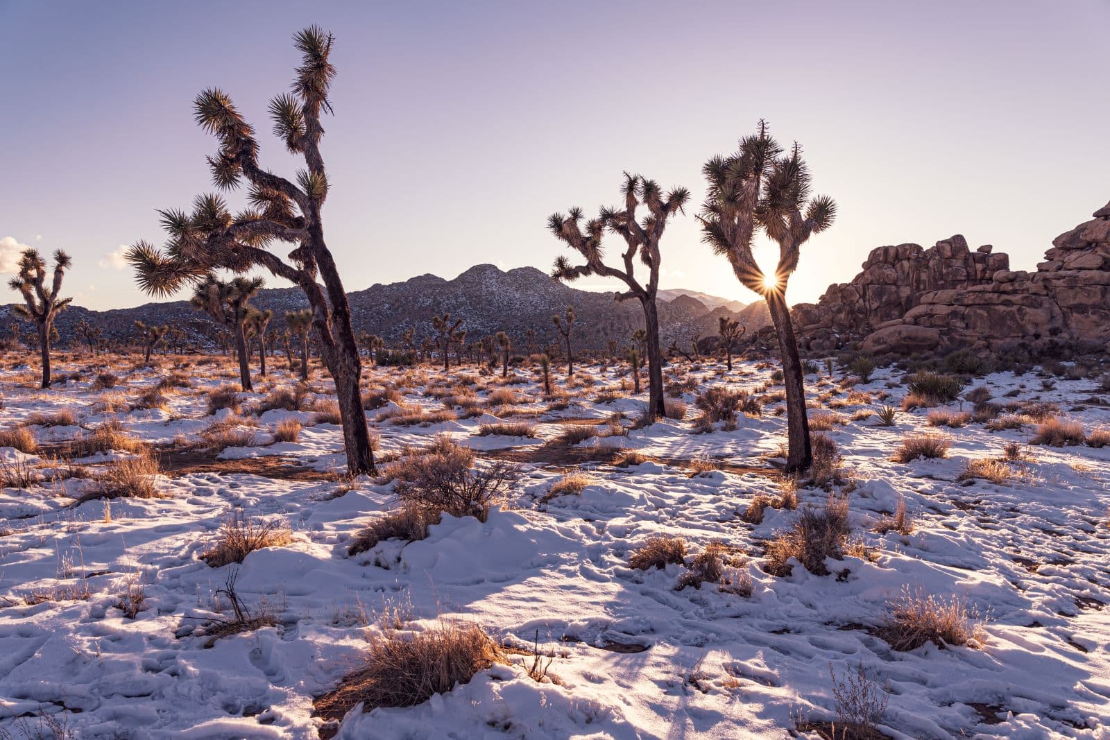 Your Guide to Visiting Joshua Tree National Park in the Winter