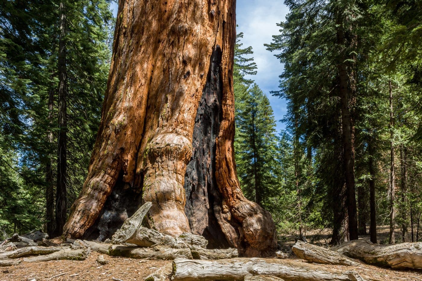 Grizzly Giant tree yosemite