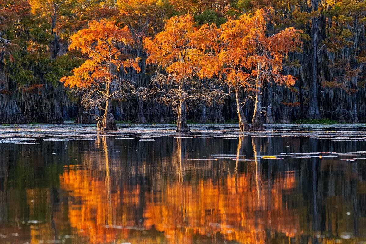 beautiful places texas - Caddo Lake State Park