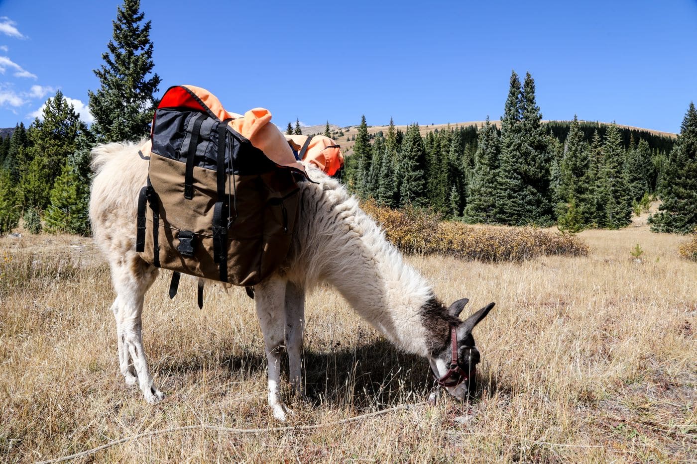 guided llama trek