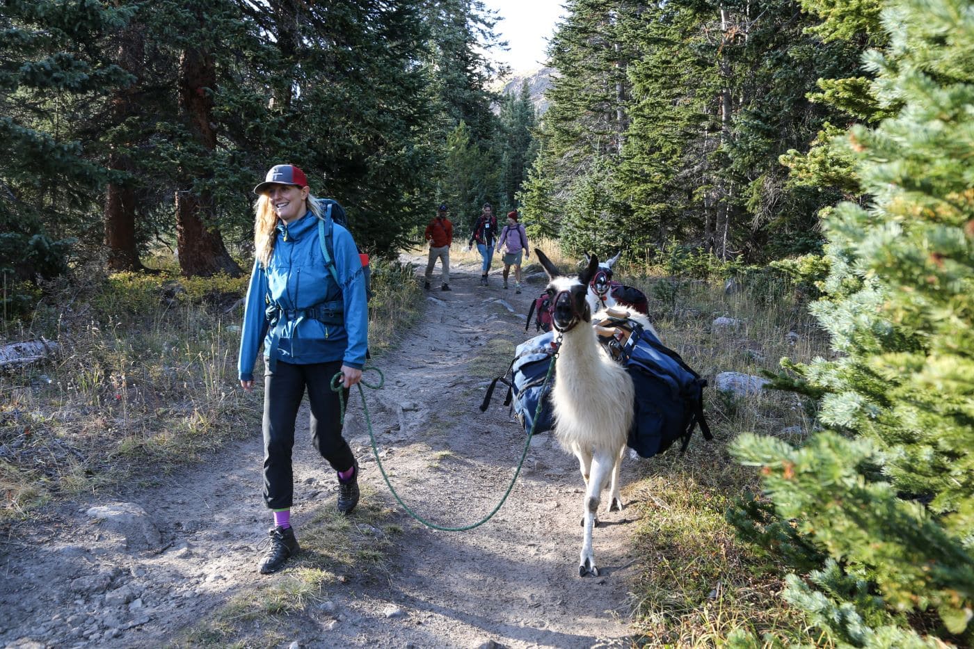 hiking with llamas