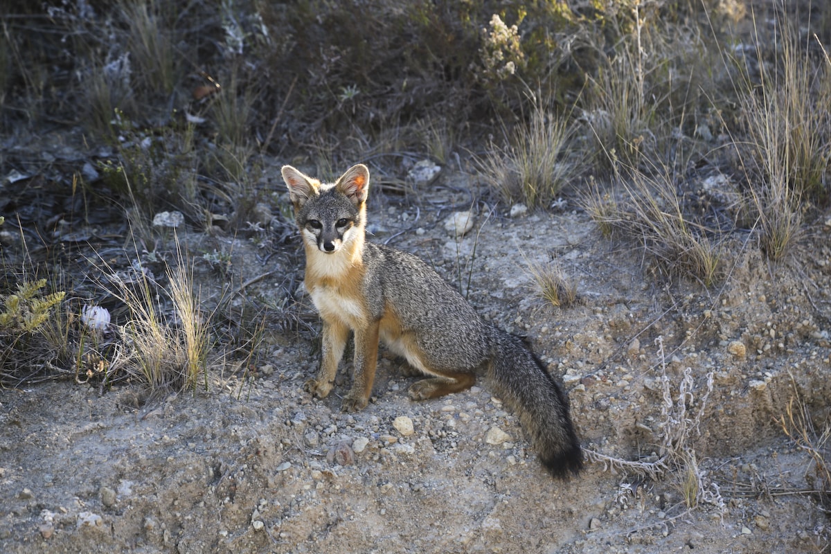 island fox california