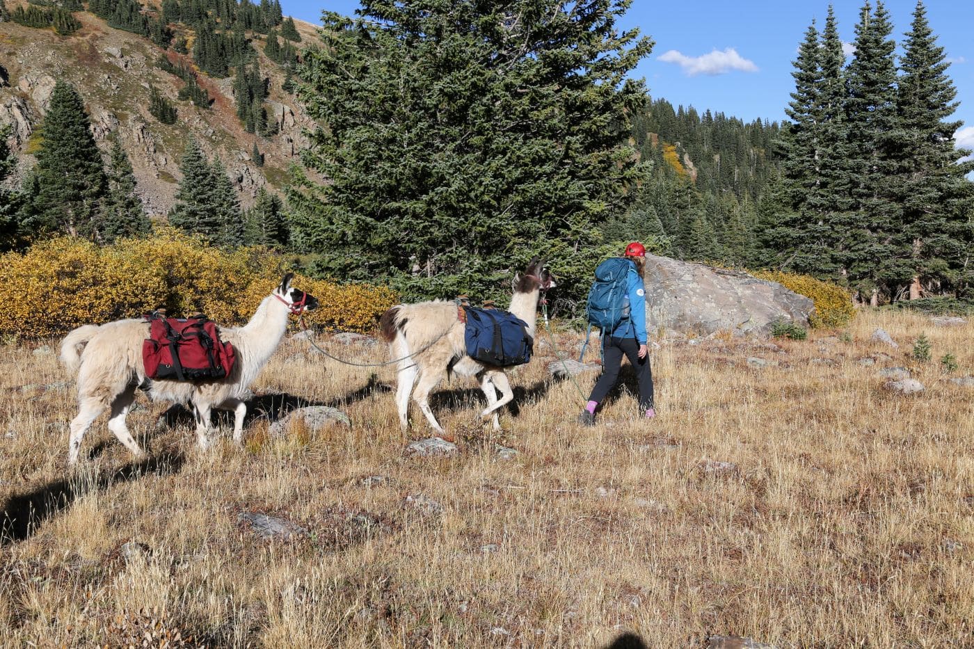 llama trekking colorado