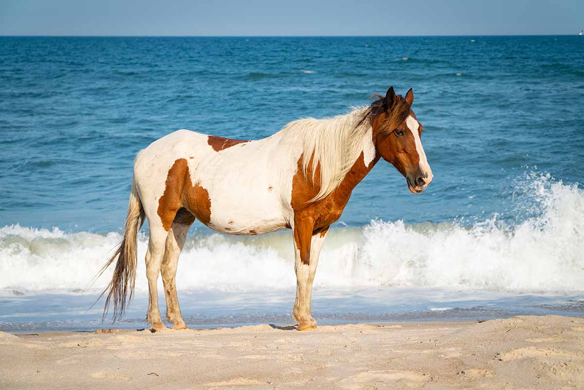 road trips from dc - Assateague Island