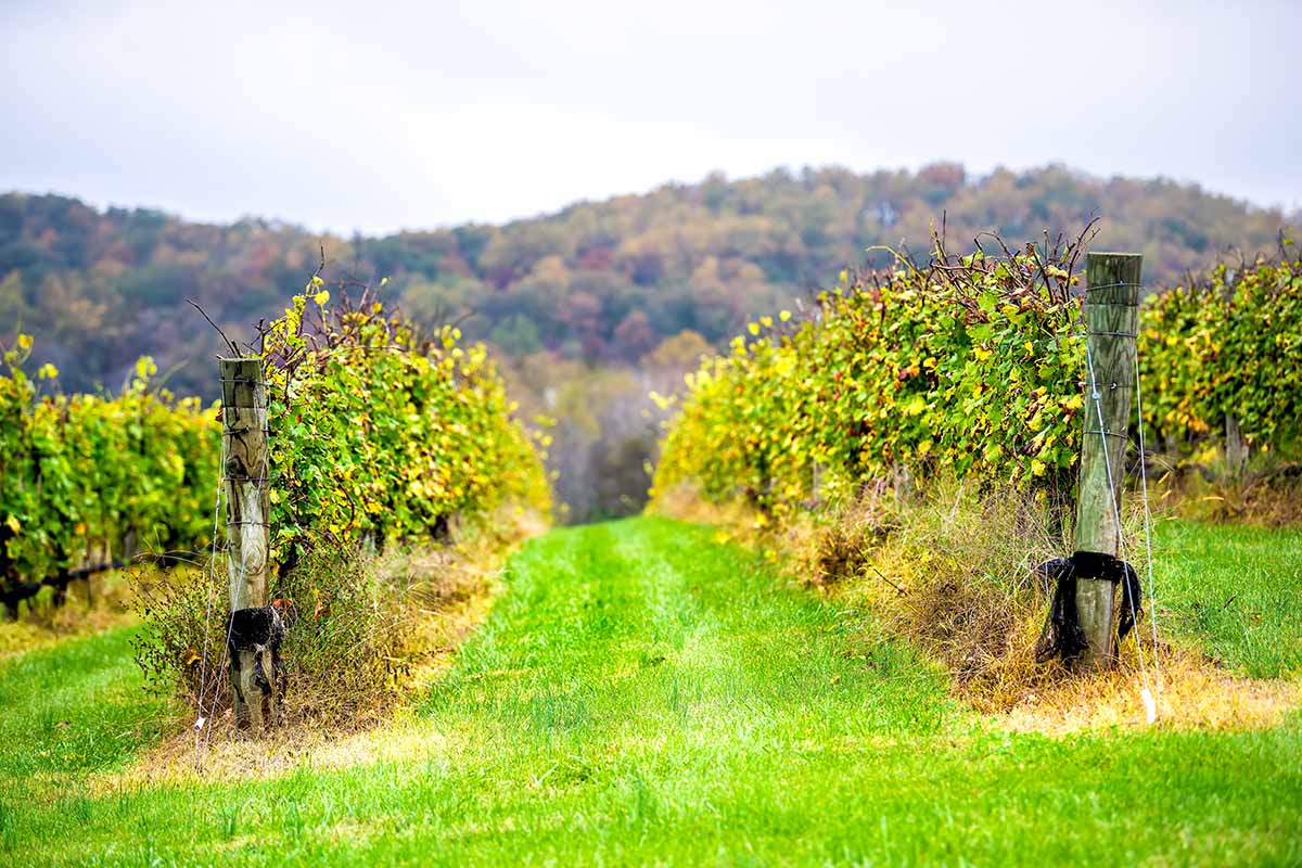 road trips from washington dc - wine country