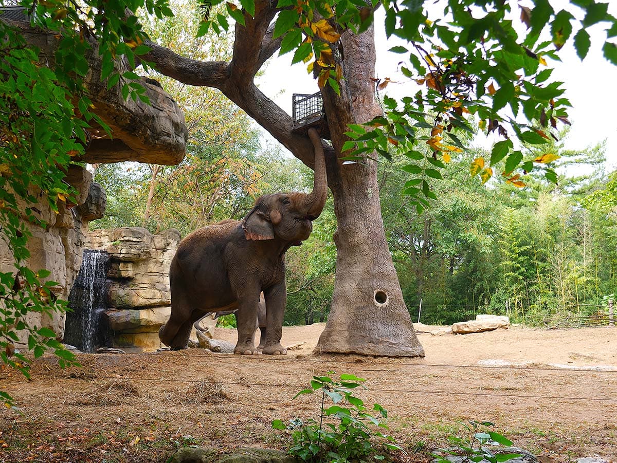 free things to do st louis - zoo