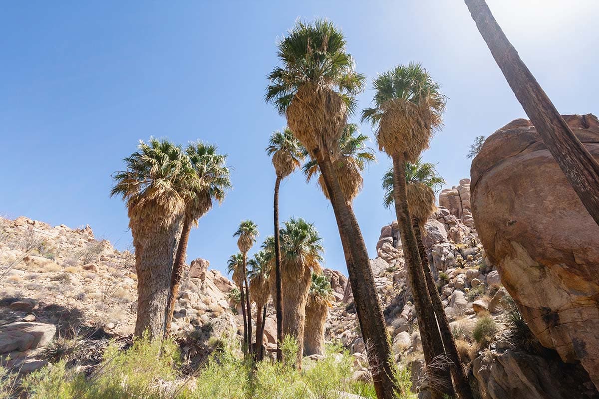 los angeles to grand canyon road trip - lost palms