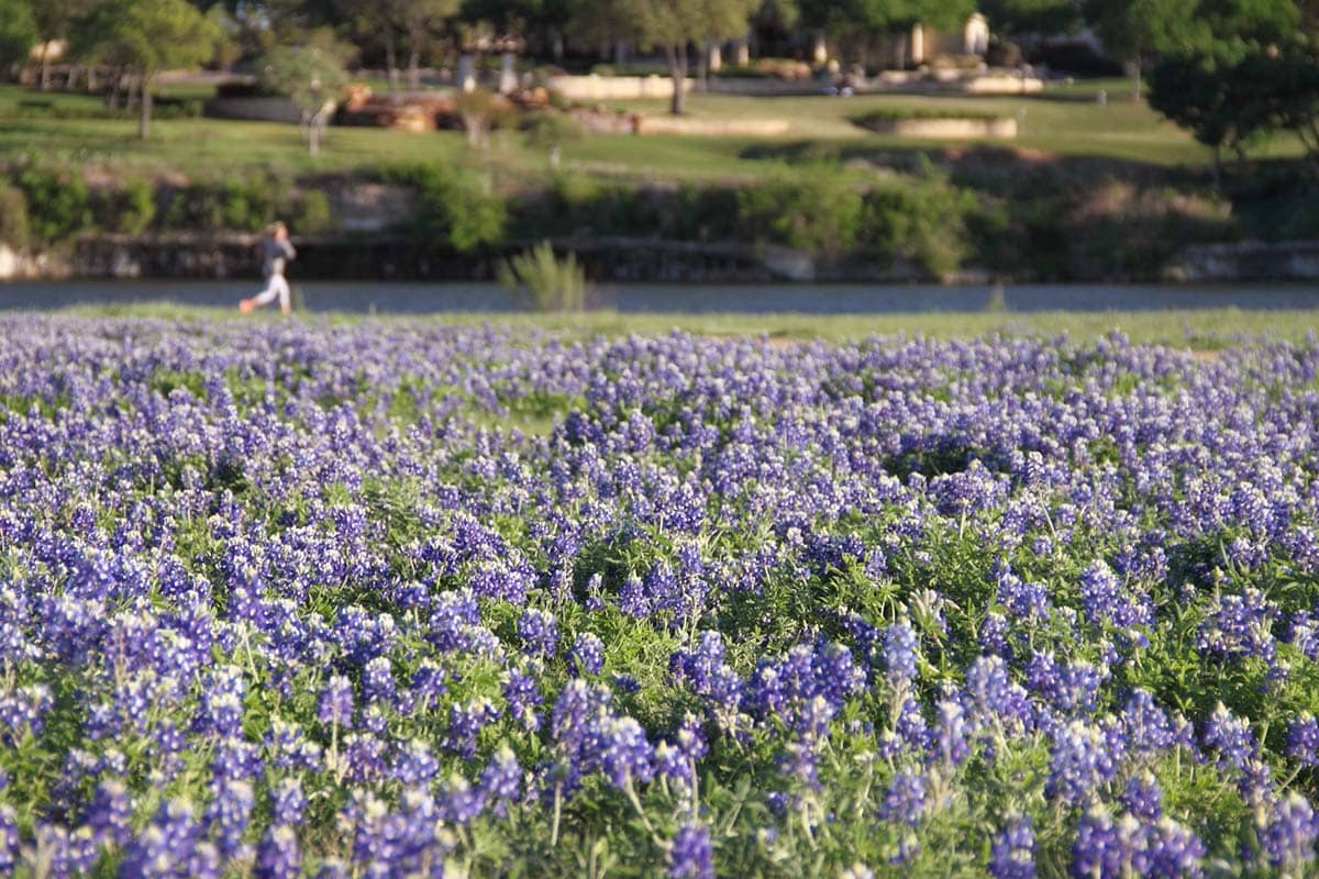 texas bluebonnets - Brushy Creek Lake Park