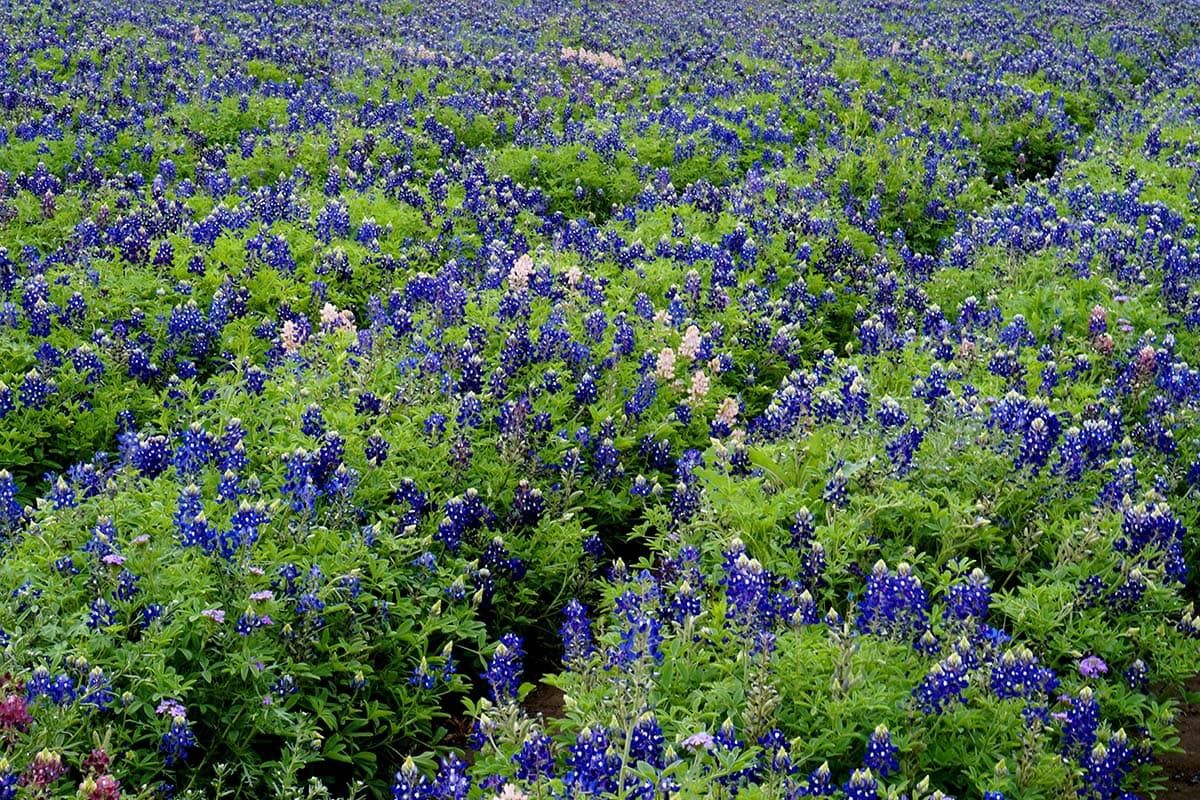 texas bluebonnets - Lady Bird Johnson Wildflower Center