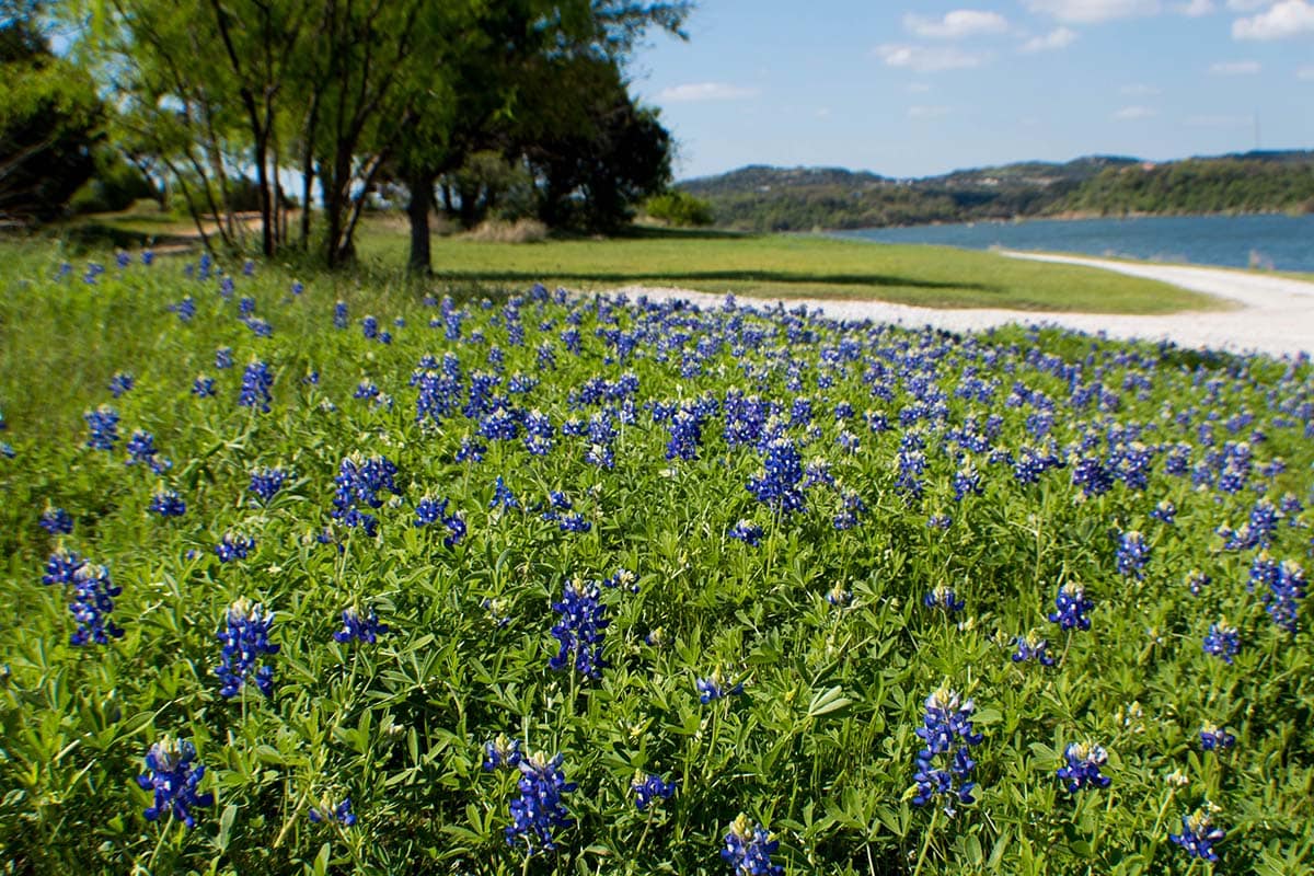 texas bluebonnets - Muleshoe Bend Recreation Area