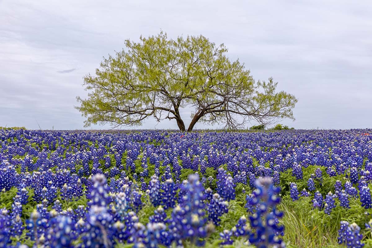 texas bluebonnets - brenham