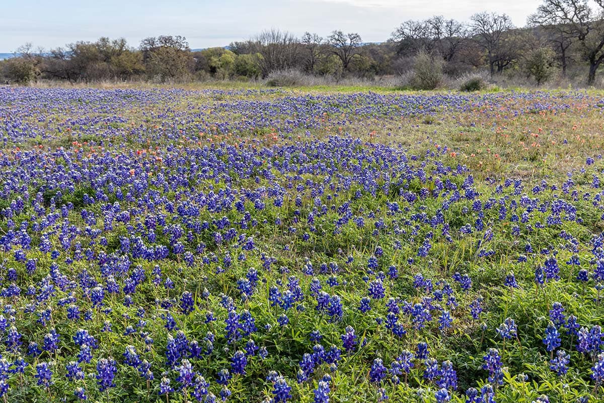 texas bluebonnets - burnet