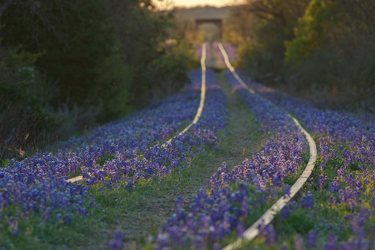 texas bluebonnets - kingsland