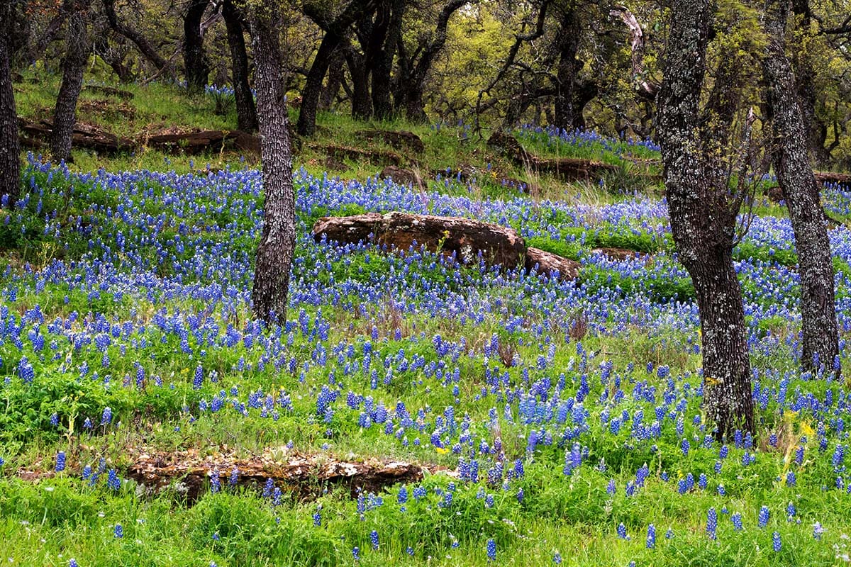 texas bluebonnets - marble falls