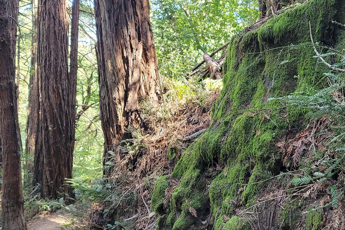 east bay hikes - Reinhardt-Redwood Regional Park