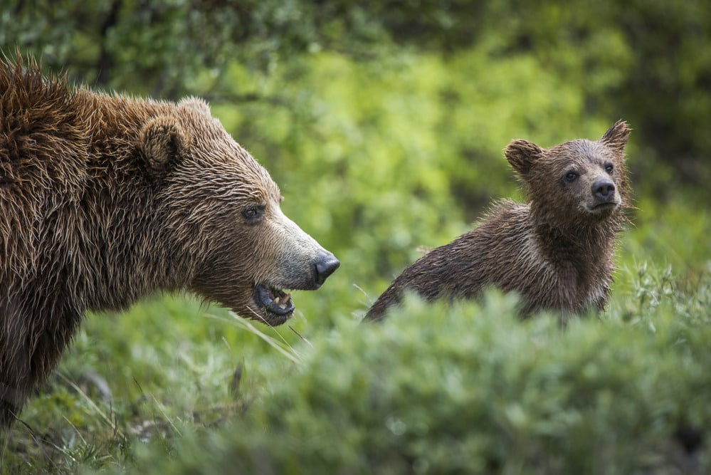 A grizzly mamma with her cub