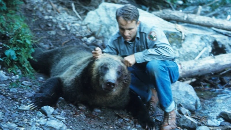 Bert Gildart with the killer bear