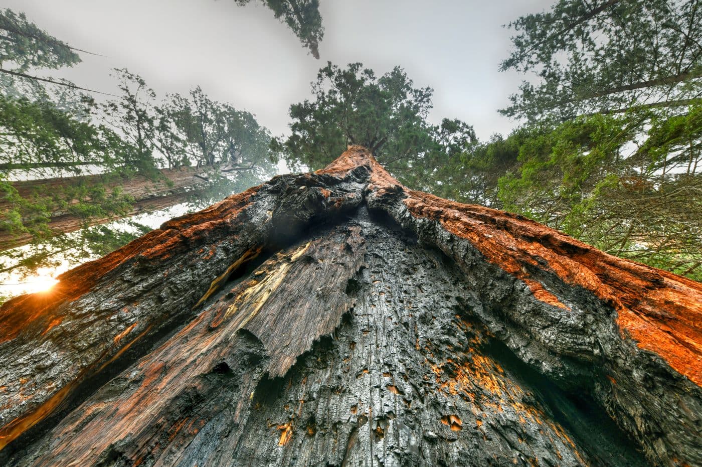 Big Trees Trail california