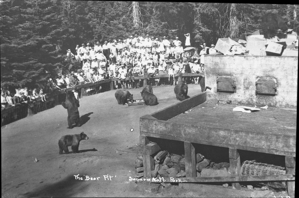 Feeding bears at Sequoia National Park