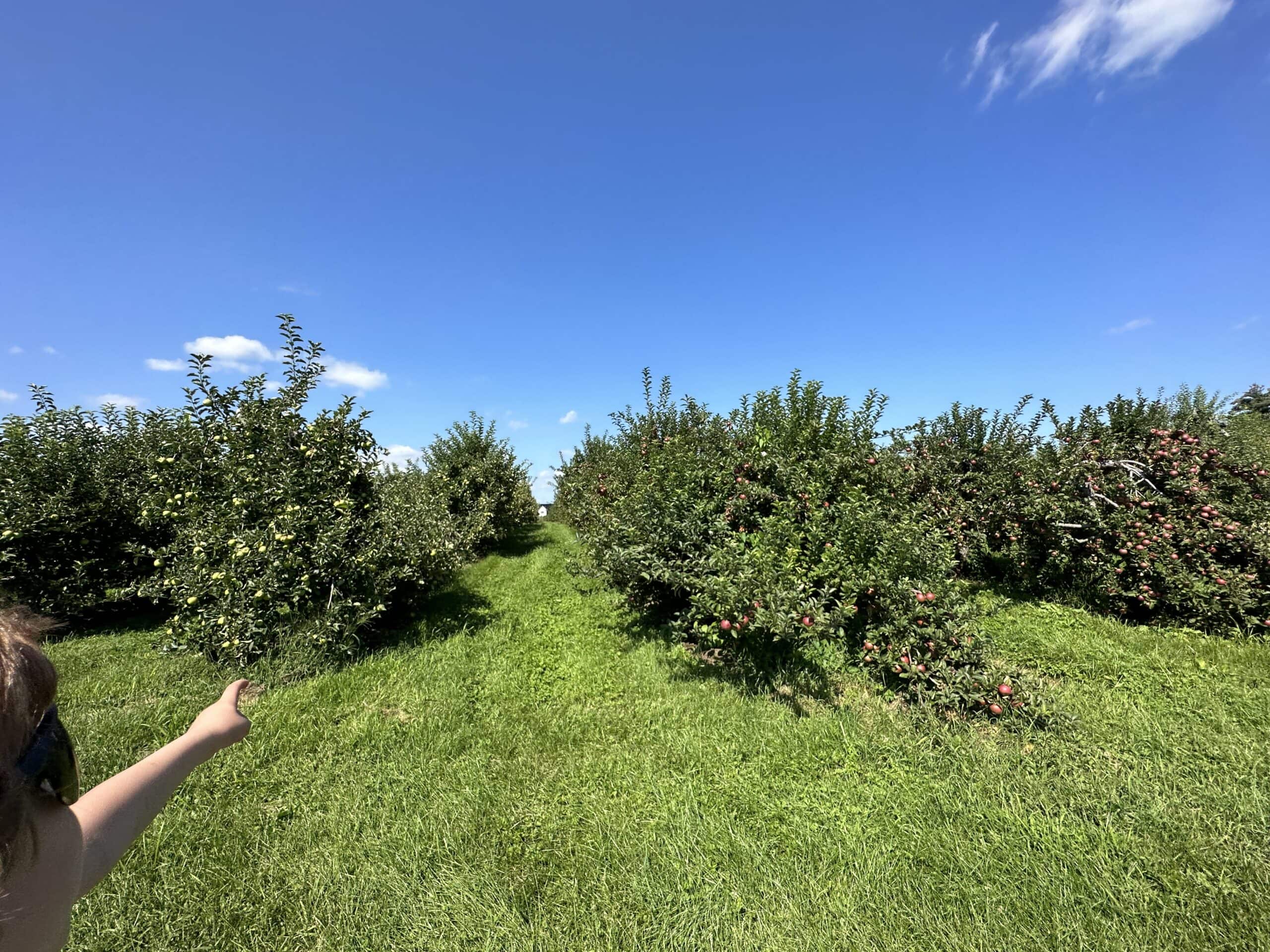 A kid points to towards an orchard of apple trees