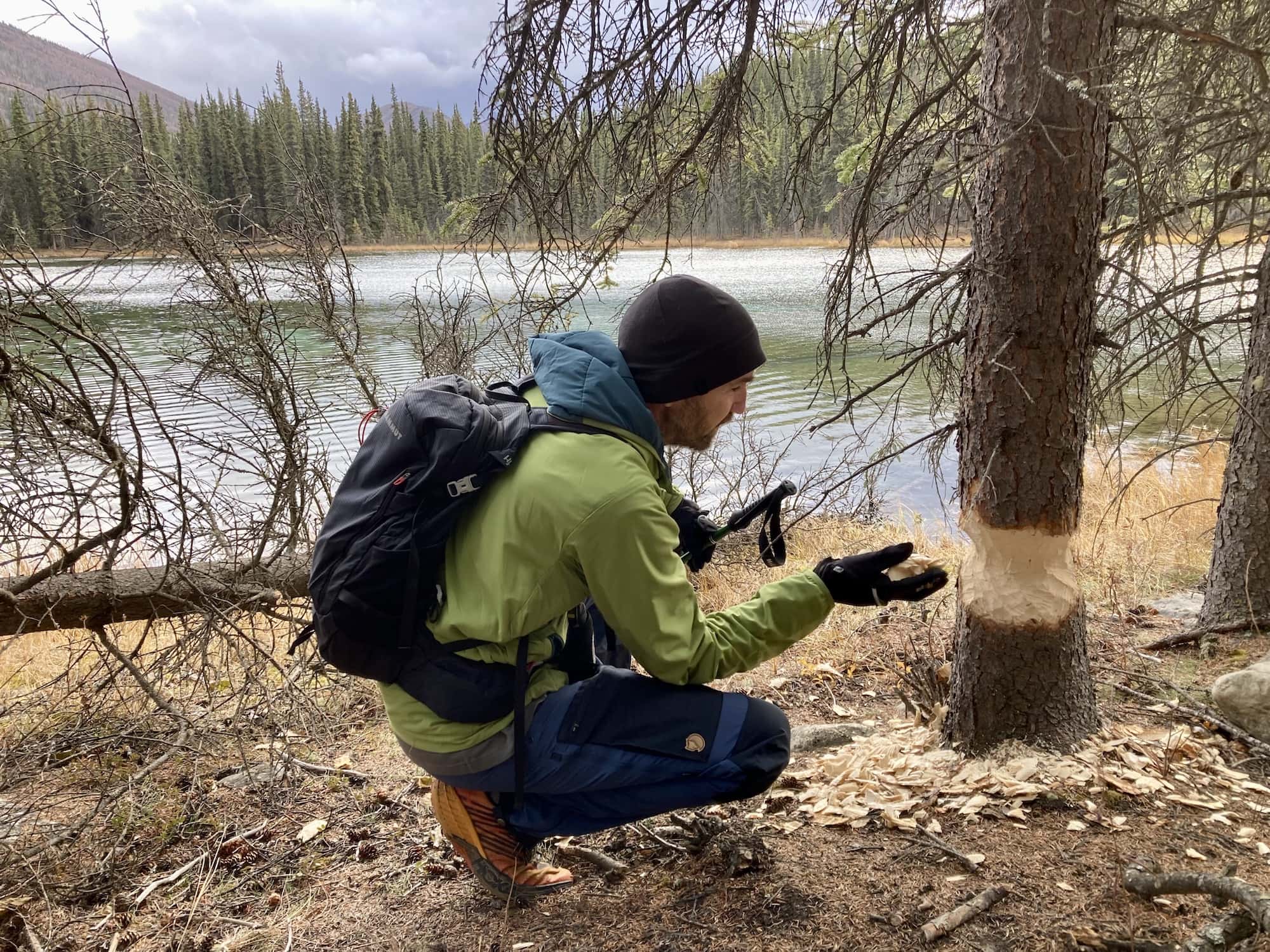 Beavers in Denali National Park bit a tree