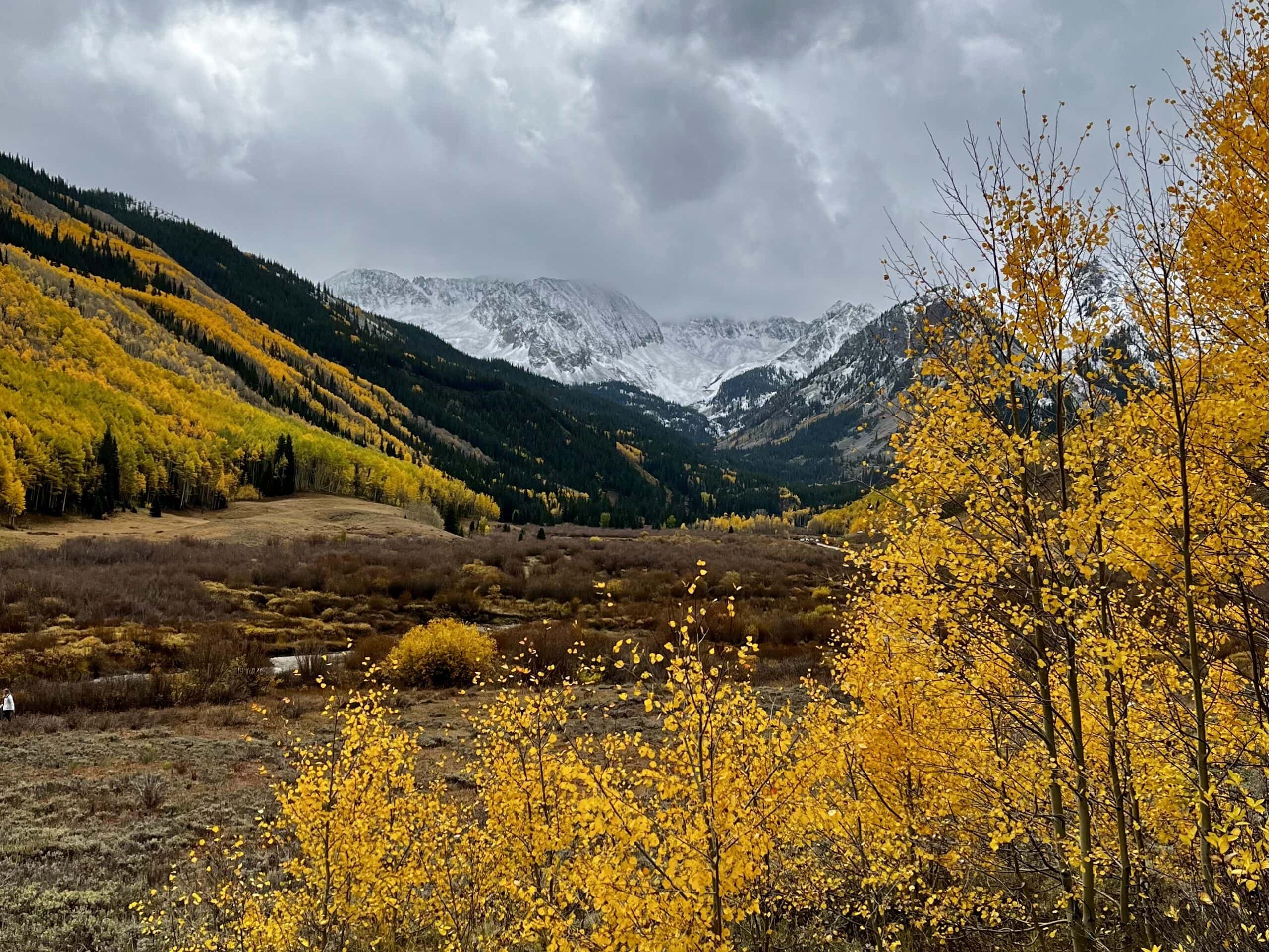Aspen trees turn yellow during autumn in the Maroon Bells region