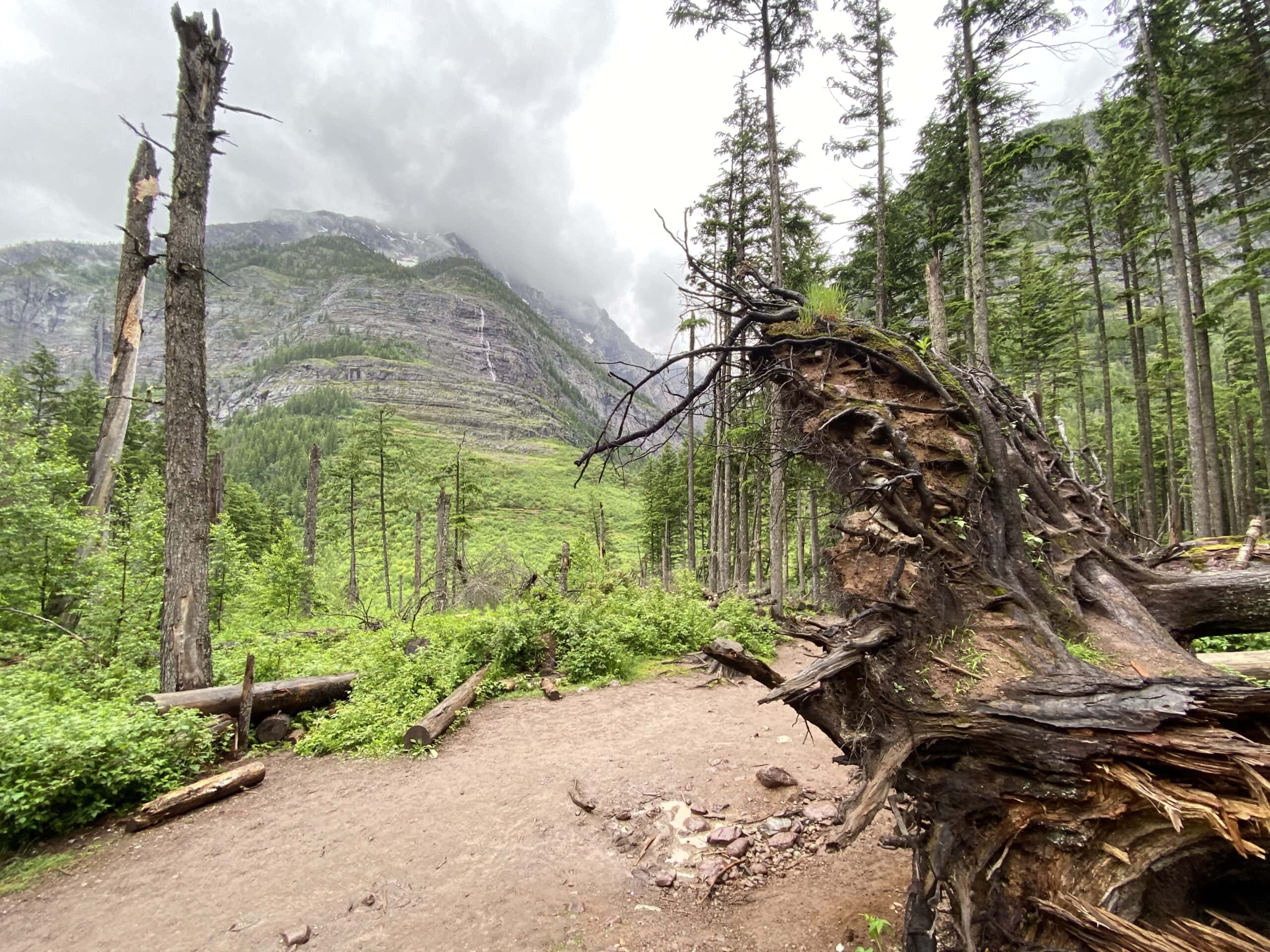 The Avalanche Lake Trail winds its way through mountains and fallen trees