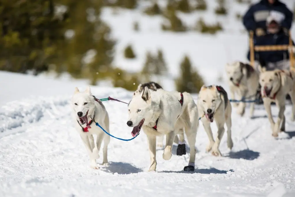 Snow Mountain Ranch huskies