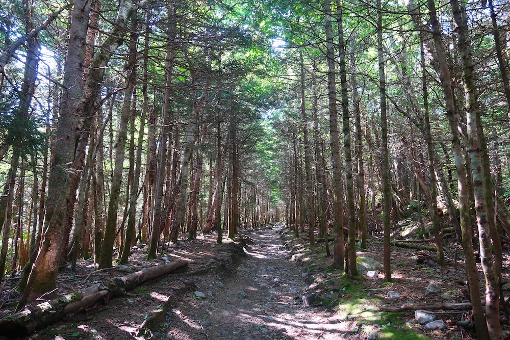 A tree covered path along Mt. Willard