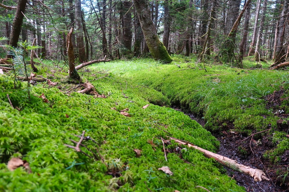 The moss-covered ground of Mt. Willard