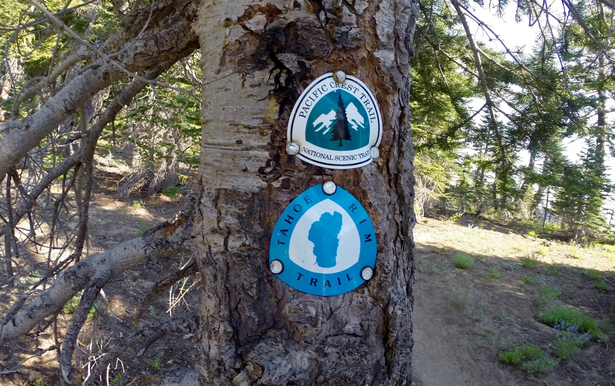 Signs marking the PCT