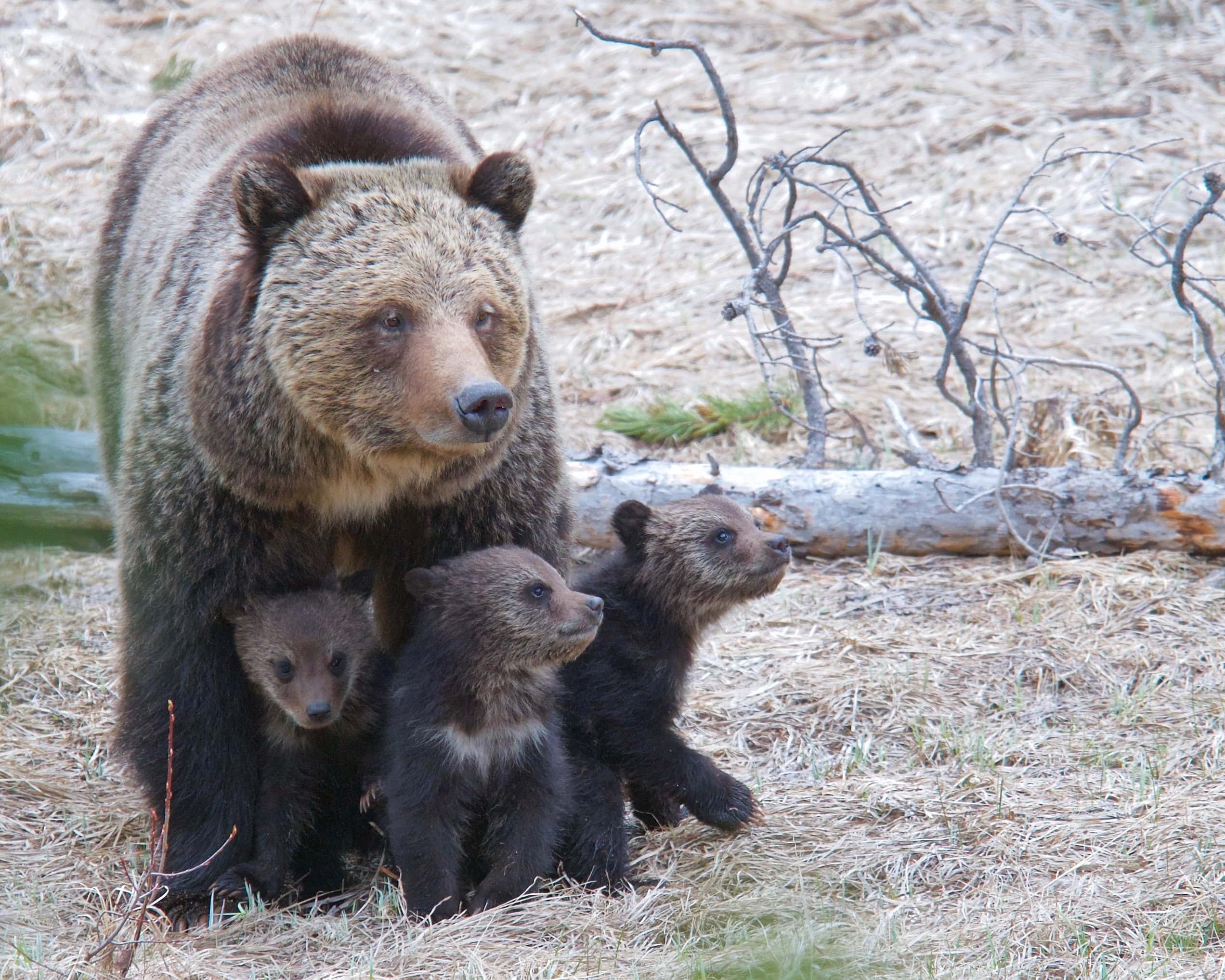 a mama grizzly and her cubs